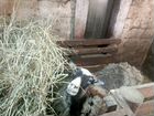 Овца, вьетнамские полугодовалые поросята, свинина объявление продам