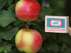 Яблони полукультурки высокозимостойкие в зкс объявление продам