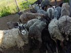 Овцы, ягнята объявление продам