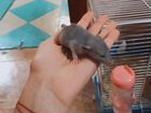 Маленькие крысята объявление продам