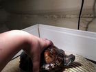 2 черепахи + аквариум, фильтр, нагреватель воды объявление продам