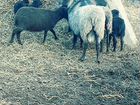Овцы рамановские объявление продам