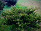 Можжевельник казацкий(Juniperus sabina) объявление продам