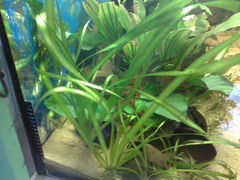 Растения аквариумное, рыбки