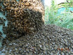 Подмор пчелиный сушеный, масло и его вытяжка