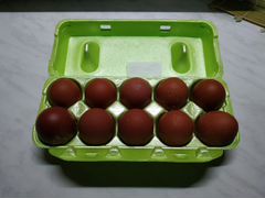 Инкубационное яйцо кур породы Маран черно-медный