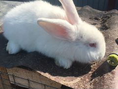 Кролики новозеландский белый (нзб), помесные