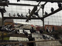 Свердловские голуби в Тугулыме