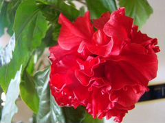 Гибискус красный махровый (китайская роза)