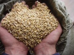 Пшеница навалом или в мешках