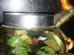 Нано аквариум