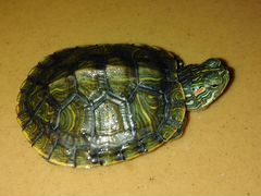 Черепаха красноухая водоплавающая