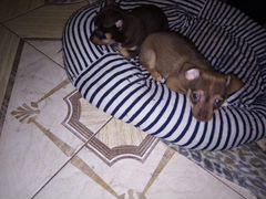 2 щенка, оба мальчики, порода чихуахуа