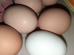 Инкубационное яйцо: индейка, гусь и утка