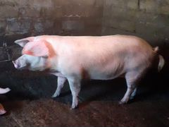Свинка крупная белая на завод 120 кг