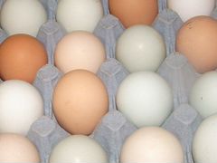 Яйца на инкубацию(доминант)