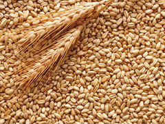 Зерно, фураж, пшеница