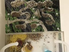 Продам колонию муравьев-жнецов (Messor cr.structor