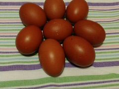 Инкубационное яйцо кур чёрно-медный маран