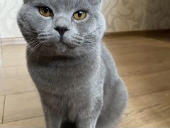 Британский кот для вязки