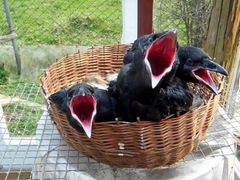 Ворон чёрный птенцы