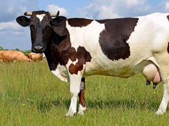 Две коровы-первотёлки