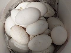 Инкубационные яйца гусиные