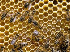Пчёлы в Псковском районе