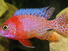 Цветные аквариумные рыбки