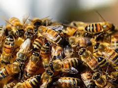 Пчёлы пчелопакеты ульи