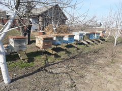 Продам семьи медоносных пчёл
