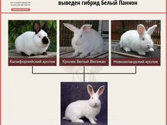 Кролики Белый паннон