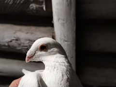 Продам голубей