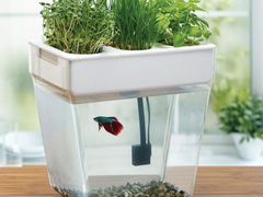 Акваферма, маленький аквариум
