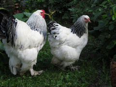 Инкубационные яйца Брама Барковско барвистых кур