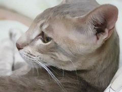 Ориентальная кошка в поисках кота на вязку