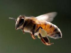 Продам семьи пчел "Карпатка"