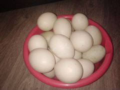 Икубационное яйцо Мускусной утки