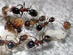 Messor Structor (степные муравьи-жнецы)