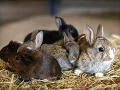 Кролики разных возрастов