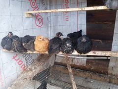 Цыплята (2-3 мес.) Петушки и курочки- несушки