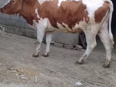 Корова Сементал