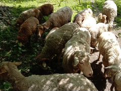 Метисы Моздокские-Романовские овцы, бараны