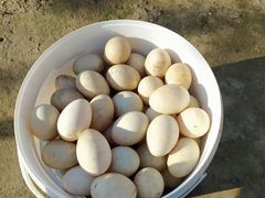 Инкубационные яйца индо утки