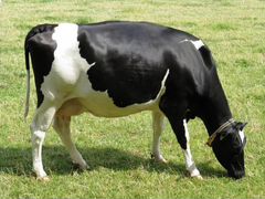 Продается корова молоко оптом и в розницу