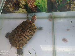 Черепаха с аквариумом на 180 л