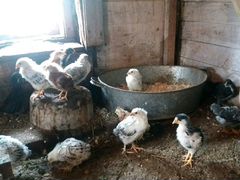 Цыплята 1,5 месяца