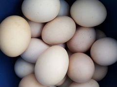 Яйца домашние куриные. Яйцо