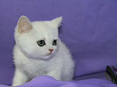 Серебрянный котик Хью