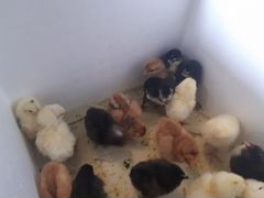 Цыплята суточные, яйца инкубационные и на еду